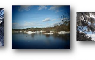 Nature Inspires Design